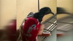 Liefertaube für Gefängnis-Gang abgefangen