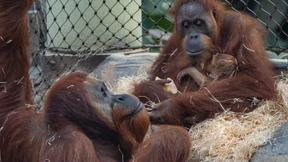 Orang-Utans ausgebüxt