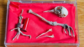 Das Geheimnis der Kriegstaube