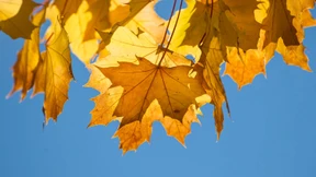 Taugen Hormone als Stimmungsaufheller?