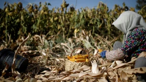 Schlechter Rat von ganz oben