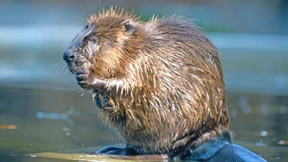 Siegeszug einer aussterbenden Art