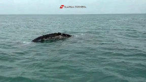 Junger Grauwal vor der Küste Frankreichs entdeckt