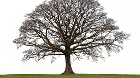 Die Konjunktur verblüht