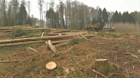 Ohne Harz haben die Käfer leichtes Spiel