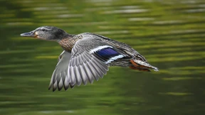 Stockente legt 2250 Kilometer in zwei Tagen zurück