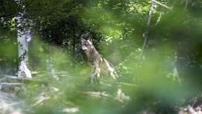 Mehr Touristen im Odenwald