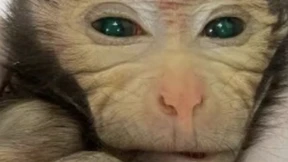 Affe aus zwei Embryonen erschaffen