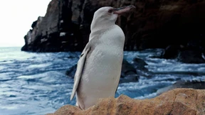 Komplett weißer Pinguin entdeckt