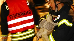 Laster brennt: Zahlreiche Enten sterben in Kisten