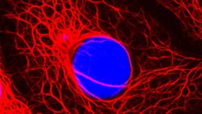 Macht der Krebs uns arm?