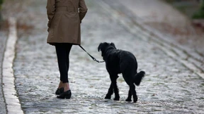 Hunde bringen mehr Steuern als Gewerbe