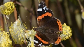 Was flattert denn da schon?