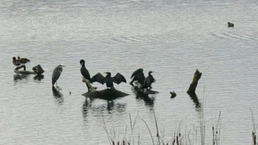 Kormorane statt Kiesgrube