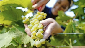 Die Winzer hoffen noch auf Sonne