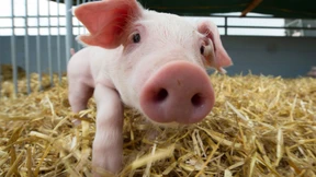 Folgt auf den Wal-Hype um Timmy ein Schweine-Hype?