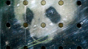 Großbritannien leiht sich zwei Pandabären