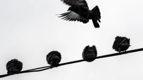 Luftballon gerät in Oberleitung und stört S-Bahn-Verkehr