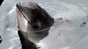 Schweinswale werden bei Munitionssprengungen oft tödlich verletzt