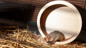 Neue Zoo-Bewohner im Schlaf kennenlernen