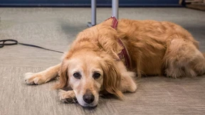 Kein Zutritt für Behindertenhund!