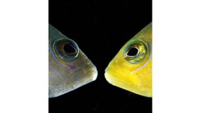 Ein Fisch  im Schafspelz 