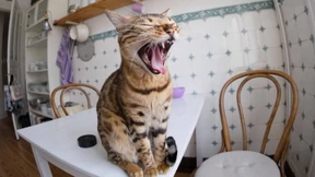 Katzenliebhaber aufgepasst!