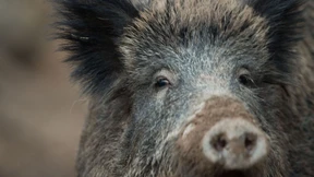 Leber von Wildschweinen mit Chemikalien verseucht