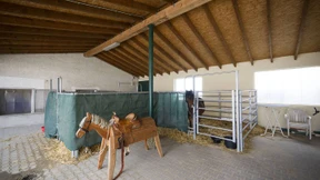 Auf das falsche Pferd gesetzt