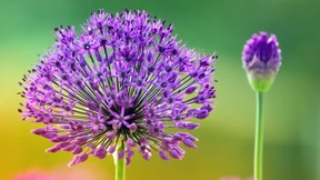 Diesen Lauch will ich auch