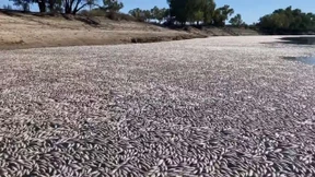 Millionen tote Fische verstopfen australischen Fluss