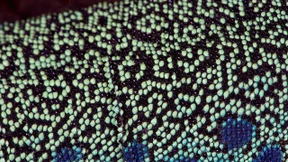 Die mathematische Echse