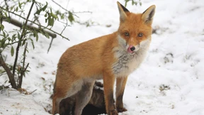 Rettung in letzter Sekunde