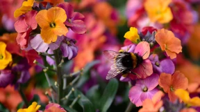 Fulda richtet Landesgartenschau 2023 aus