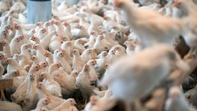 Warum Geflügel dem Schwein bald den Rang ablaufen könnte