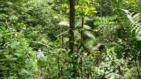 So undurchschaubar wie ein Regenwald