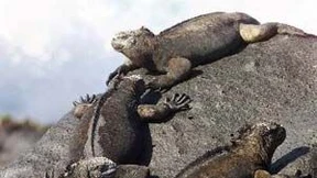 Bevölkerungsexplosion im Inselparadies