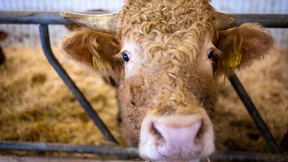 „Wir müssen die Tiere ehren, die wir essen“