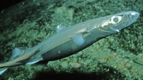 Ein Massensterben, das es wohl nie gegeben hat