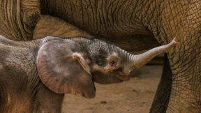 Nur mit dem Trinken klappt es anfangs nicht