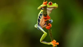 Die Wildnis ist mehr als nur Natur