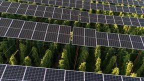 Hopfen unterm Sonnendeck