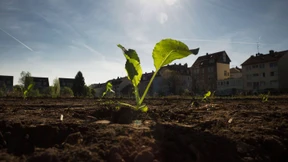 Grüner wird’s nicht