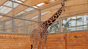 Timon soll für Nachwuchs sorgen