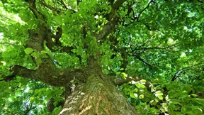 Wie sich die Ulme retten lässt