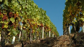 Der Sonnenkönig hat abgedankt