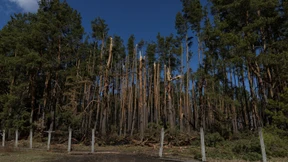 Früherer Fußballprofi im Wald verscharrt