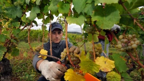 Winzer zu Beginn der Rieslingernte optimistisch