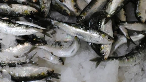 Der Weg der Ölsardine