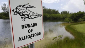 Zweites Reptil an Alligator-Angriff beteiligt